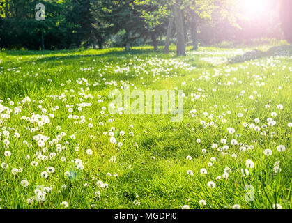 Alberi e erba nel cortile sul retro di casa giornata di sole Foto Stock