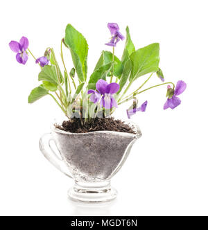 Foresta di fiori viola (Viola odorata) nel recipiente isolato in uno sfondo bianco Foto Stock