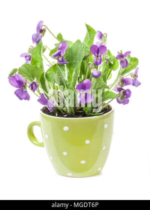 Foresta di fiori viola (Viola odorata) nel recipiente isolato in uno sfondo bianco Foto Stock