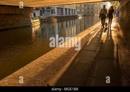 Un giovane a piedi il loro cane lungo la strada alzaia del Regents Canal come il sole tramonta su una sera d'estate Foto Stock