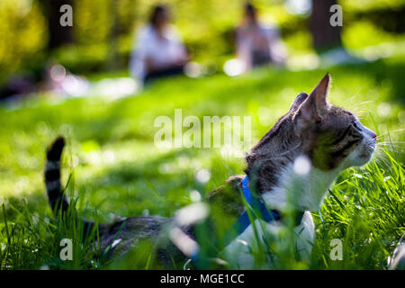 Il pet cat in posizione di parcheggio Foto Stock