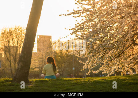 Una ragazza medita sotto la fioritura dei ciliegi in un parco nella zona nord di Londra Foto Stock