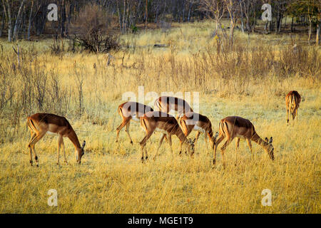 Impala pascolare nel Parco Nazionale di Hwange, Zimbabwe. Settembre 8, 2016. Foto Stock