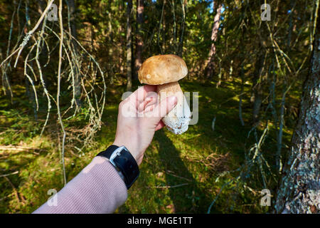 Funghi Porcini nella donna la mano che regge un fungo nella foresta, vista da vicino Foto Stock