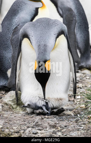 Re penguin Aptenodytes patagonicus adulto proteggendo molto giovane nel pulcino rookery, Salisbury Plain, Georgia del Sud Foto Stock