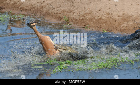 Coccodrillo del Nilo (Crocodylus niloticus) di attaccare a sorpresa un maschio impala acqua potabile, attacco mortale, Kruger National Park, Sud Africa e Africa Foto Stock