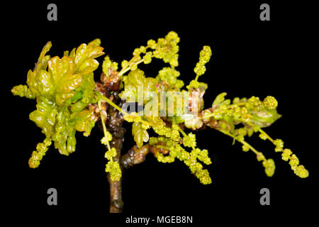 I fiori di un inglese o farnia Quercus robur,a fine aprile 2018 north Dorset England Regno Unito. È anche noto come il comune e la Quercia europea Foto Stock