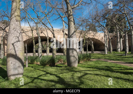 Ceiba Speciosa alberi in Giardini Turia (Jardines del Turia), un 9km ex alveo in esecuzione attraverso la città, ora un giardino pubblico, Valencia, Spagna Foto Stock