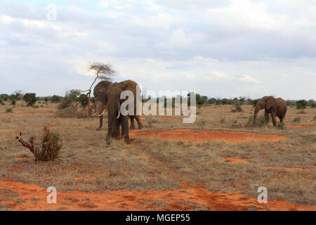 Gli elefanti a piedi nel Tsavo il parco naturale in Kenya con il blu del cielo e la savana in background con i suoi brillanti colori tendenti al rosso Foto Stock