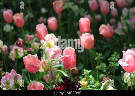Una sola rosa tulip fiore centrale del telaio è focalizzato in un campo di tulipani Foto Stock