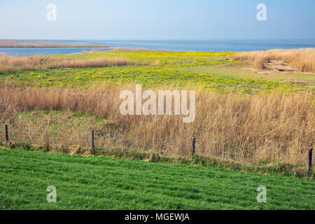 Zone umide olandese dietro dike in Frisia vicino al lago IJsselmeer Foto Stock