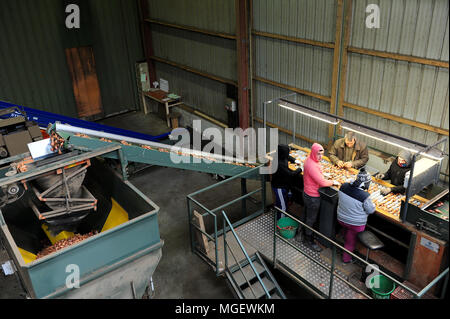 I lavoratori di ordinamento e di preparare gli scalogni organico in vendita presso gli impianti di lavorazione di Charles Ascoet, uno dei produttori della zona di Finisterre. Foto Stock