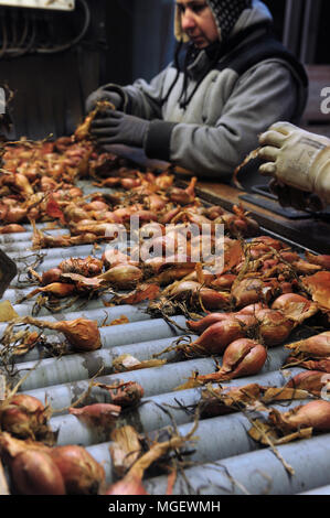 I lavoratori di ordinamento e di preparare gli scalogni organico in vendita presso gli impianti di lavorazione di Charles Ascoet, uno dei produttori della zona di Finisterre. Foto Stock