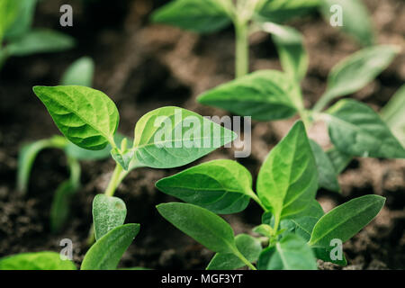 Gruppo Giovani germogli con foglia verde o foglie che cresce dal terreno. Concetto di primavera di vita nuova. Inizio della stagione di crescita. Inizio Primavera Agricultura Foto Stock