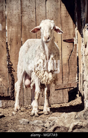 Agnello in piedi di fronte a un fienile in legno porta in una fattoria Foto Stock