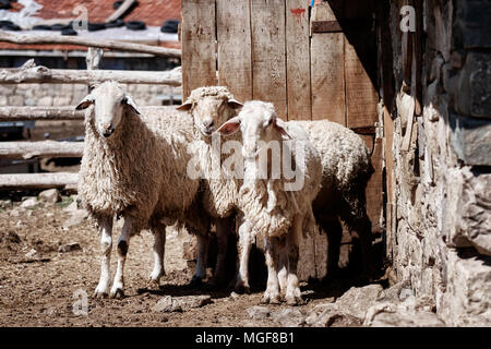 Tre pecore in piedi di fronte alla porta del granaio di una fattoria Foto Stock