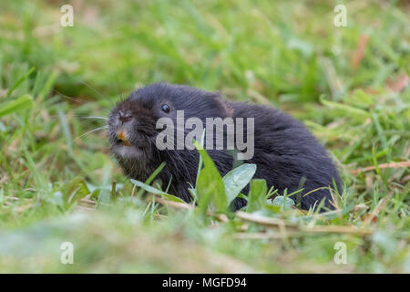 European water vole o acqua settentrionale vole (Arvicola amphibius ) mangiare erba Foto Stock