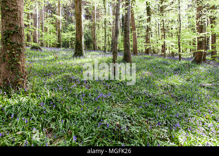 A2, Warrenpoint, Irlanda del Nord. Il 28 aprile 2018. Bluebells in fiore in una zona boscosa sulla A2 Road in direzione di Coventry. Contea di Armagh. Irlanda del Nord Foto Stock