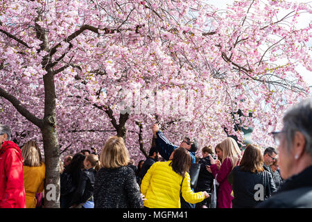 Stoccolma, Svezia, 28 Aprile, 2018. Previsioni di primavera a Stoccolma. I fiori di ciliegio a Stoccolma di Kungsträdgården plaza è uno della capitale principali segni di primavera. Credito: Barbro Bergfeldt/Alamy Live News Foto Stock