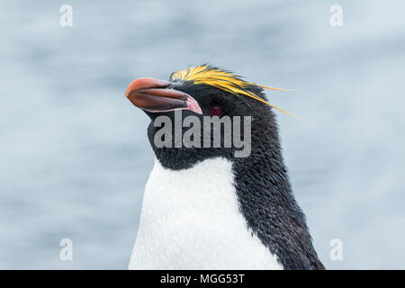 Maccheroni penguin Eudyptes chrysolophus close up del singolo adulto nella colonia di allevamento, Fort Point, Antartide Foto Stock