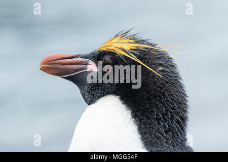 Maccheroni penguin Eudyptes chrysolophus close up del singolo adulto nella colonia di allevamento, Fort Point, Antartide Foto Stock