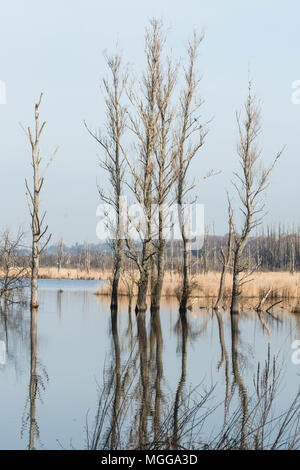 Prati di Fishlake Romsey Hampshire REGNO UNITO Foto Stock