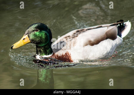 Nuoto Mallard duck Foto Stock