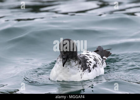 Cape petrel o pintado petrel Daption capense nuotare nell'Oceano del Sud, Antartide Foto Stock