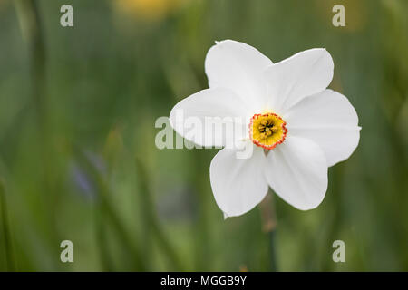 Primo piano di una bella Narcissus bianco Poeticus fiorire in un giardino di primavera, Inghilterra, Regno Unito Foto Stock