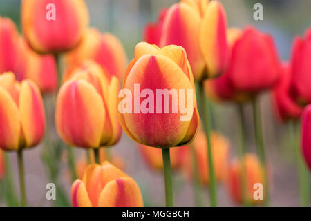 Primo piano di tulipani rossi e arancioni luminosi fioriti in un giardino di primavera nel Regno Unito Foto Stock