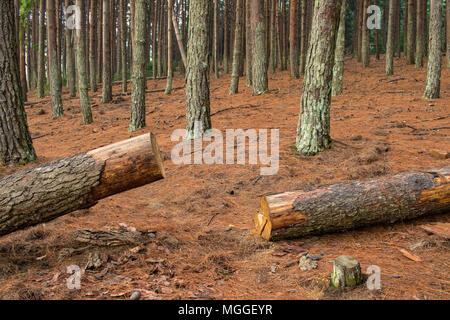 Grande albero di pino abbattuto meccanicamente in una foresta immagine con spazio copia in formato orizzontale Foto Stock