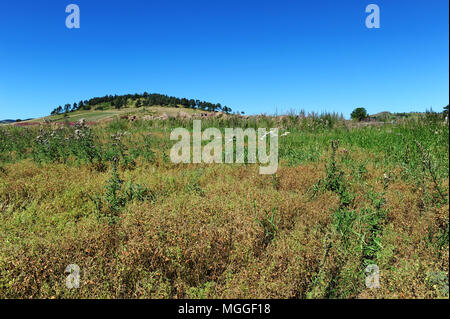 Un campo di Le Puy lenticchie verdi nei pressi del villaggio di Landos, nella regione del Puy, Haute Loire, Francia Foto Stock