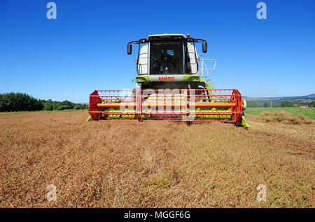 Un campo di Le Puy lenticchie nei pressi del villaggio di Saint-Arcons-de-chiatte nella regione francese di Le Puy viene raccolto con una mietitrebbia Foto Stock