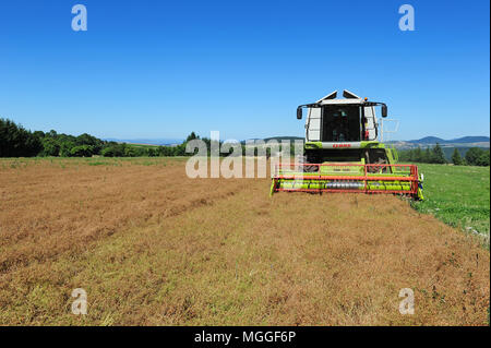 Un campo di Le Puy lenticchie nei pressi del villaggio di Saint-Arcons-de-chiatte nella regione francese di Le Puy viene raccolto con una mietitrebbia Foto Stock