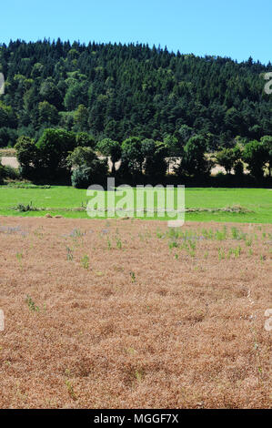 A presto per essere raccolti di campo Le Puy lenticchie verdi nei pressi del villaggio di Saint-Arcons-de-chiatte nella regione francese del Puy, Auvergne, Francia Foto Stock