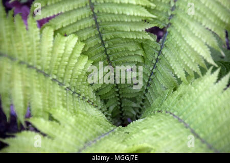 Felce penna in primavera Foto Stock