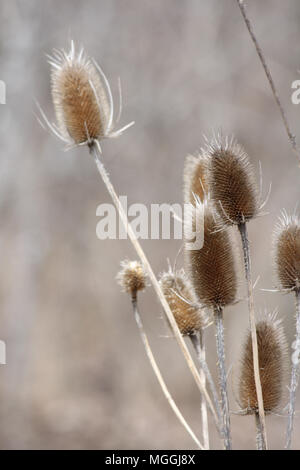 Comune (Teasel Dipsacus), in inverno il suo stato di deperimento, visualizzazione conica morti le teste dei fiori e asciugata steli, lungo una strada Fossato di per sé Ontario Foto Stock