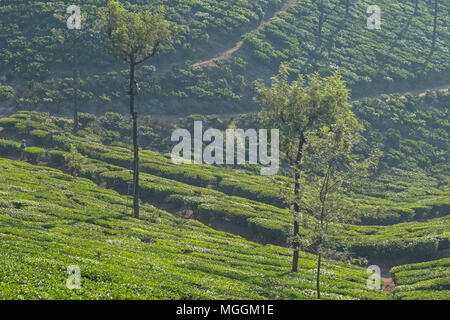 Valparai, India - 7 Marzo 2018: una piantagione di tè lavoratore facendo lavori di potatura su un argento quercia ( Robusta di Grevillea ) Foto Stock