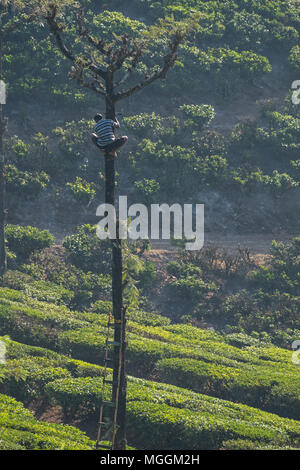 Valparai, India - 7 Marzo 2018: una piantagione di tè lavoratore facendo lavori di potatura su un argento quercia ( Robusta di Grevillea ) Foto Stock