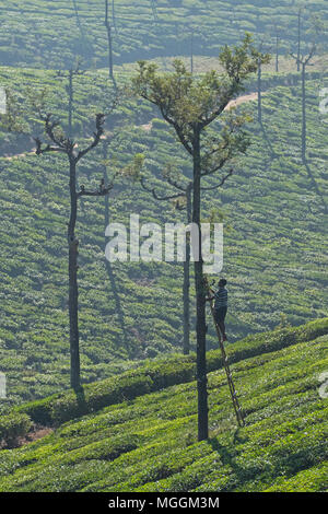 Valparai, India - 7 Marzo 2018: una piantagione di tè lavoratore facendo lavori di potatura su un argento quercia ( Robusta di Grevillea ) Foto Stock