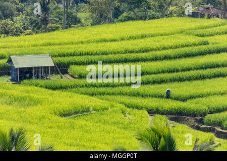 Risaie a terrazze a Jatiluwih, centro di Bali, Indonesia Foto Stock