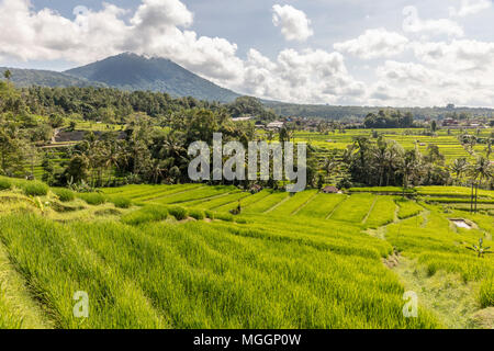 Risaie a terrazze a Jatiluwih, centro di Bali, Indonesia Foto Stock