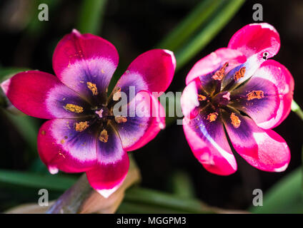 Una ripresa macro di un tulipano denominato piccola bellezza, Foto Stock