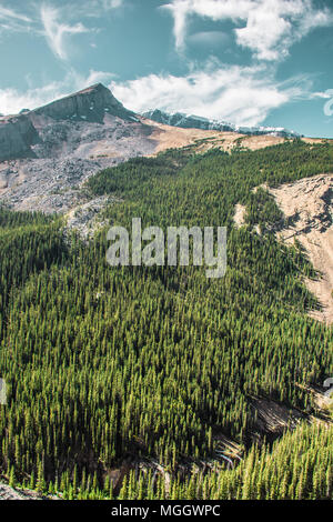 Fitto di alberi sempreverdi lungo la Canadian Rocky montagna Foto Stock