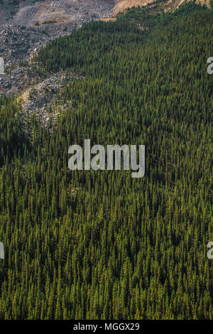 Fitto di alberi sempreverdi lungo la Canadian Rocky montagna Foto Stock