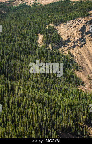Fitto di alberi sempreverdi lungo la Canadian Rocky montagna Foto Stock