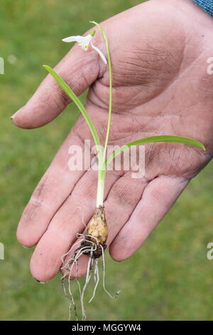 Galanthus nivalis. Mano del giardiniere maschio holding snowdrops 'nel verde' prima di ri-piantando, REGNO UNITO Foto Stock