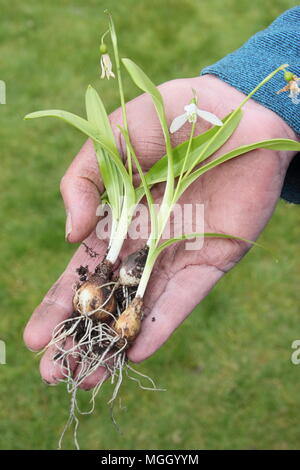 Galanthus nivalis. Mano del giardiniere maschio holding snowdrops 'nel verde' prima di ri-piantando, REGNO UNITO Foto Stock