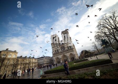 Piccioni volare oltre la cattedrale di Notre Dame a Parigi (Notre Dame de Paris) Foto Stock