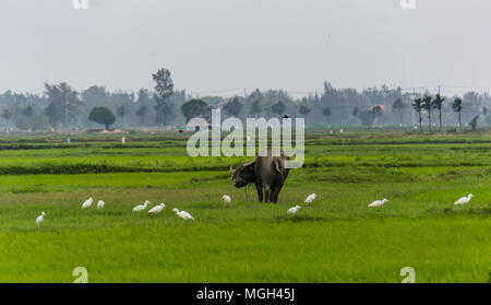 Bufalo pascolano in risaia campo con uccelli bianco Foto Stock